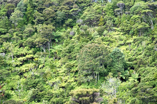 NewZealand 09 10  010